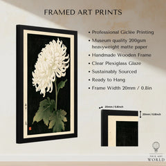 White Chrysanthemum Wall Art – Black Japanese Botanical Print — framed print details measurements quality details