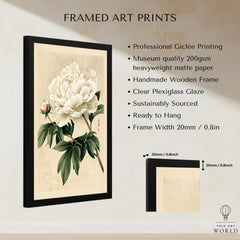 White Peony Art Print – Vintage Japanese Botanical Wall Art — framed print details measurements quality details