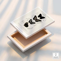 Exhibition Art Print Charles d'Orbigny Butterflies Vintage Entomology Poster Wall Art displayed on a wooden box.