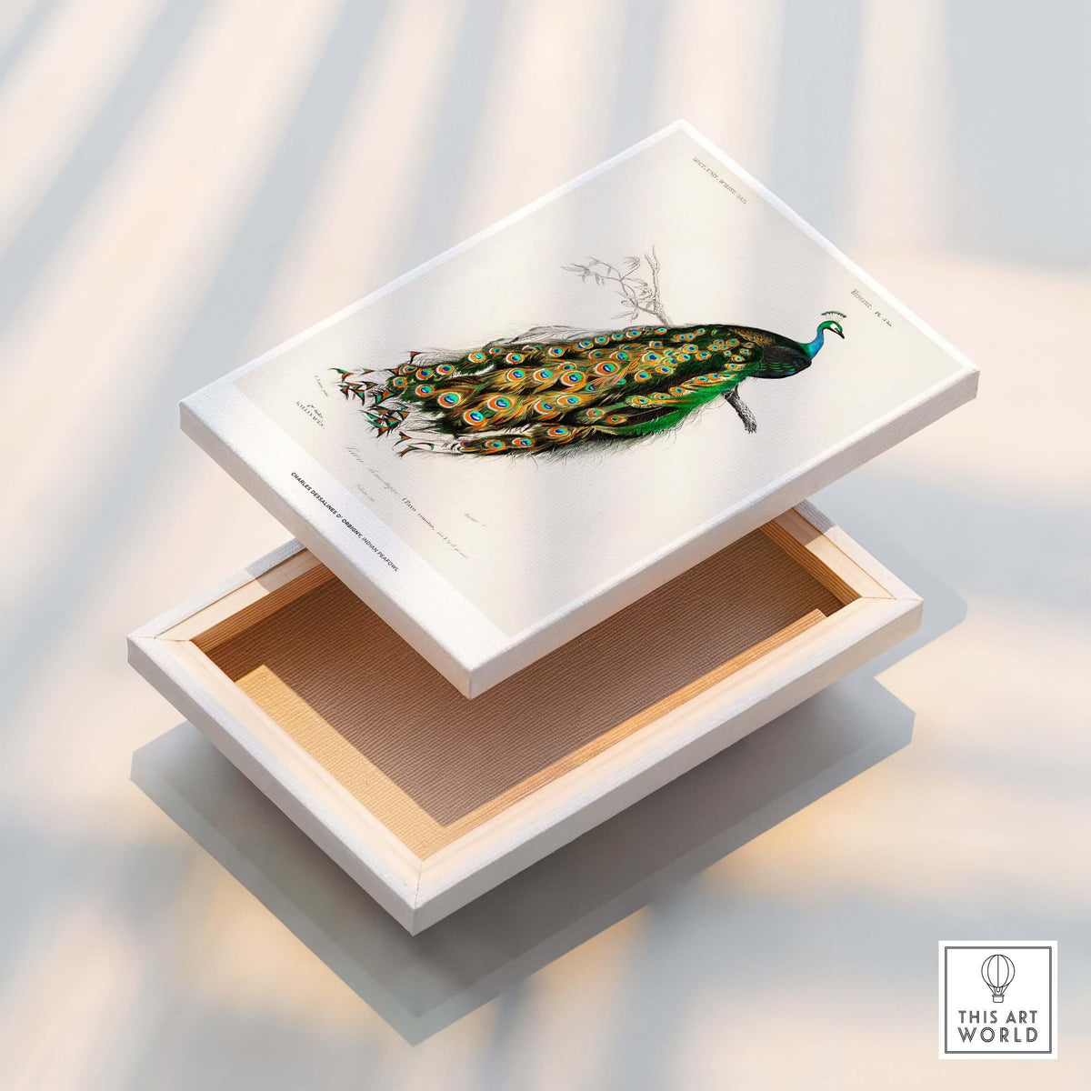 Exhibition Art Print Charles d'Orbigny Indian Peafowl Vintage Bird Illustration Wall Art in a decorative box.