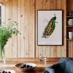 Exhibition Art Print Charles d'Orbigny Indian Peafowl Vintage Bird Illustration Wall Art on display in a stylish interior.