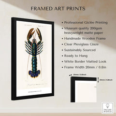 Exhibition Art Print Charles d'Orbigny Crimson Crawfish Vintage Lobster Illustration Wall Art framed with specifications.