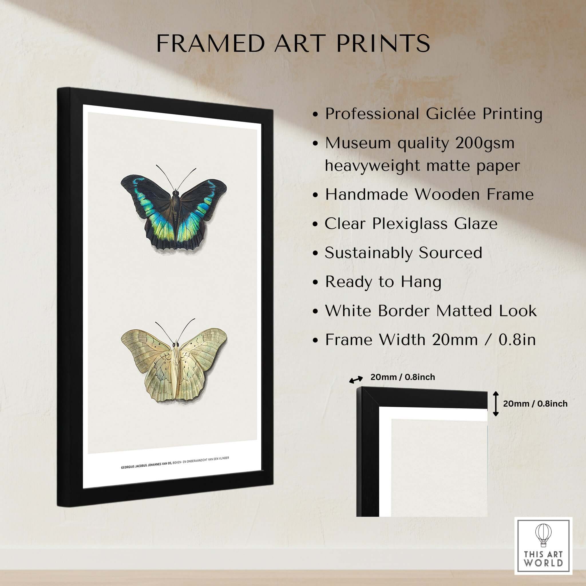 Exhibition Art Print Georgius van Os Two Butterflies Vintage Entomological Poster featuring framed display details.