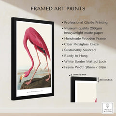 Exhibition Art Print Pink Flamingo Birds of America Vintage Bird Poster - John James Audubon framed art print showcasing flamingo.