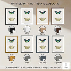 Framed Prints showing Frame Colours for Exhibition Art Print Georgius van Os Two Butterflies Vintage Entomological Poster