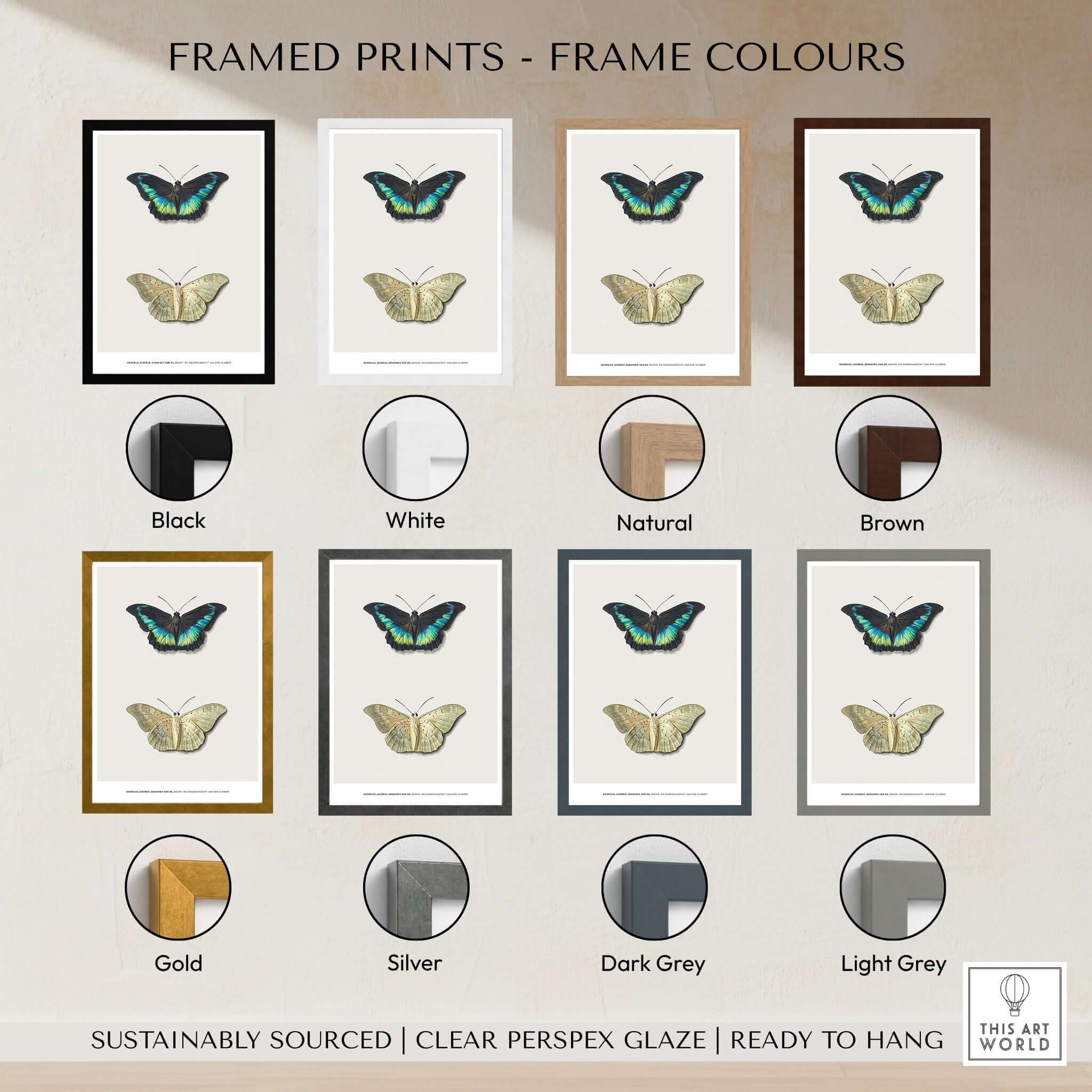 Framed Prints showing Frame Colours for Exhibition Art Print Georgius van Os Two Butterflies Vintage Entomological Poster
