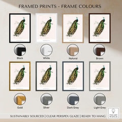 Framed prints of Charles d'Orbigny Indian Peafowl in various frame colours - Exhibition Art Print Charles d'Orbigny Indian Peafowl Vintage Bird Illustration Wall Art
