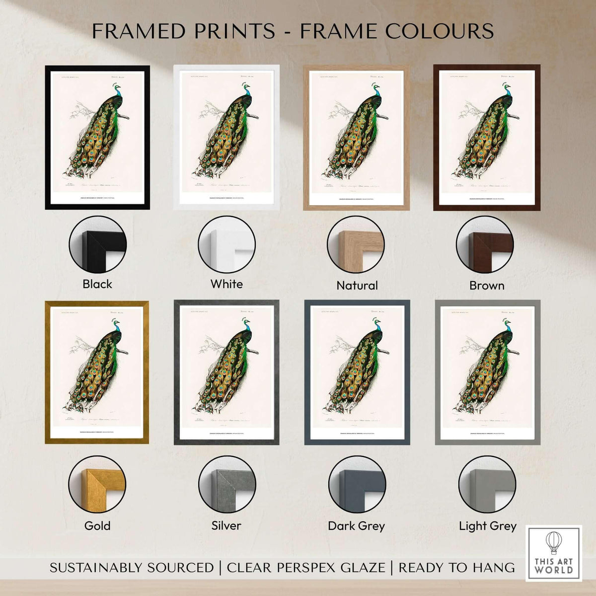 Framed prints of Charles d'Orbigny Indian Peafowl in various frame colours - Exhibition Art Print Charles d'Orbigny Indian Peafowl Vintage Bird Illustration Wall Art
