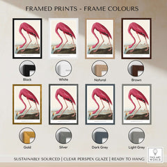 Exhibition Art Print Pink Flamingo Birds of America Vintage Bird Poster - John James Audubon framed color options.