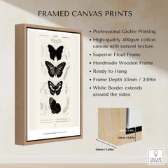 Exhibition Art Print Charles d'Orbigny Butterflies Vintage Entomology Poster Wall Art in a framed canvas print with a wooden frame.