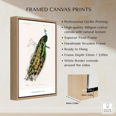 Exhibition Art Print Charles d'Orbigny Indian Peafowl Vintage Bird Illustration Wall Art framed in natural wood with white border.