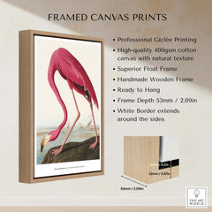 Exhibition Art Print Pink Flamingo Birds of America Vintage Bird Poster - John James Audubon framed canvas print details.