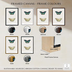Exhibition Art Print Georgius van Os Two Butterflies Vintage Entomological Poster framed canvas colour options