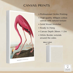 Exhibition Art Print Pink Flamingo Birds of America Vintage Bird Poster - John James Audubon displayed on a canvas print.