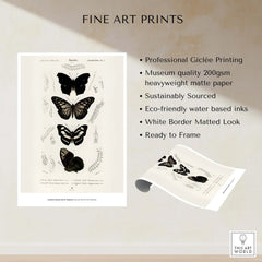 Exhibition Art Print Charles d'Orbigny Butterflies Vintage Entomology Poster Wall Art showcasing professional Giclée printing and quality.
