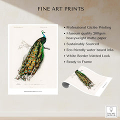 Exhibition Art Print Charles d'Orbigny Indian Peafowl Vintage Bird Illustration Wall Art features a majestic peacock with colorful feathers.