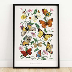 Paul Servais Butterflies Le Jardin des Plantes Vintage Botanical Wall Art showcasing colorful butterflies and flowers.