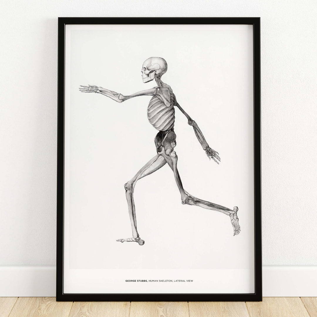 Exhibition Art Print George Stubbs Human Skeleton Lateral View Anatomy Poster showcasing a detailed vintage illustration.
