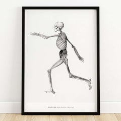 Exhibition Art Print George Stubbs Human Skeleton Lateral View Anatomy Poster showcasing a detailed vintage illustration.