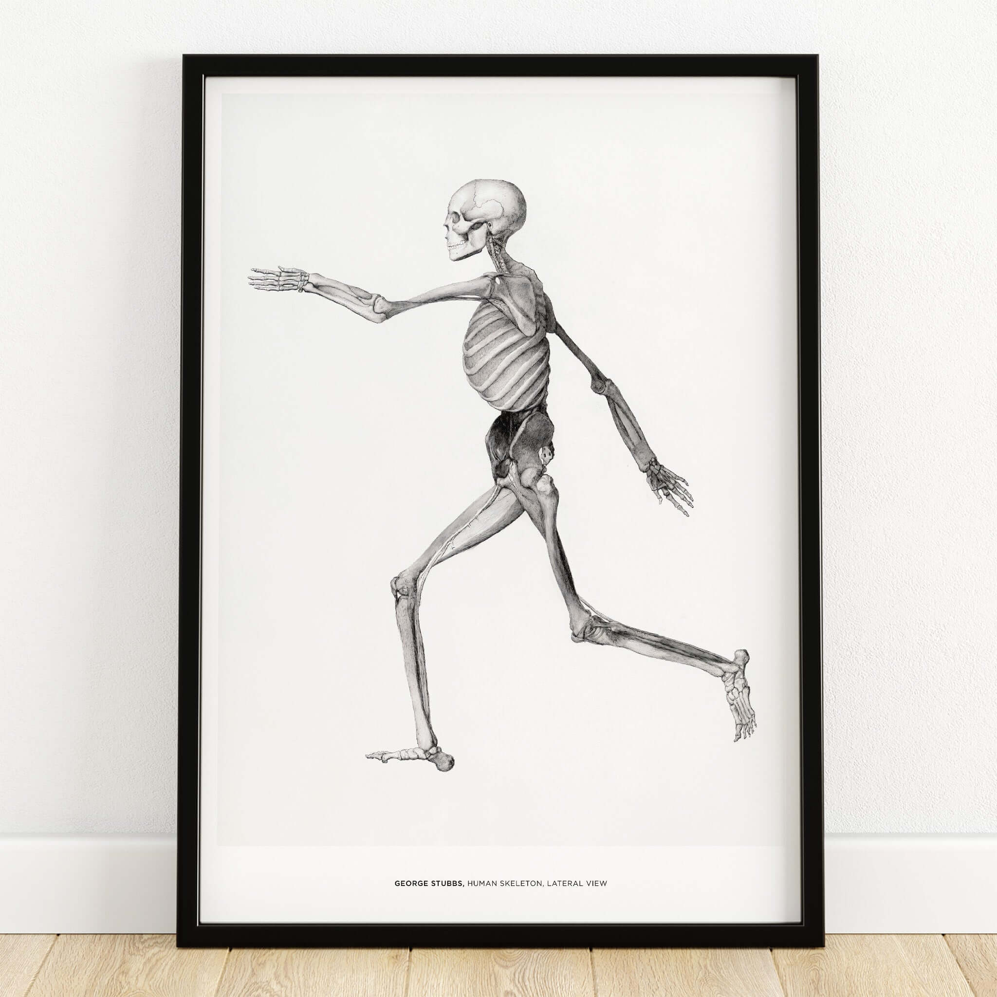 Exhibition Art Print George Stubbs Human Skeleton Lateral View Anatomy Poster showcasing a detailed vintage illustration.