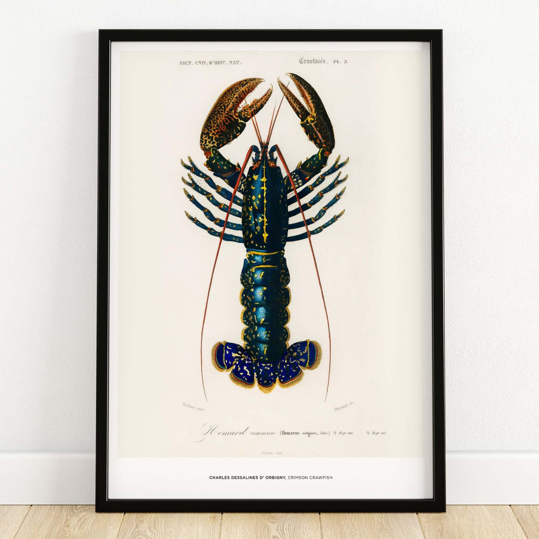 Exhibition Art Print Charles d'Orbigny Crimson Crawfish Vintage Lobster Illustration Wall Art featuring a detailed lobster image.