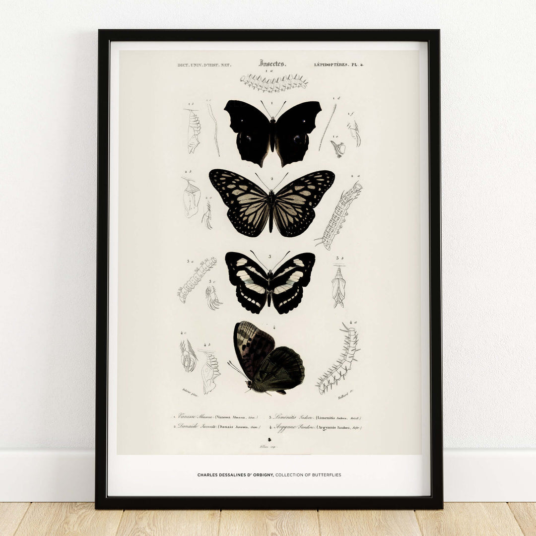 Exhibition Art Print Charles d'Orbigny Butterflies Vintage Entomology Poster Wall Art showcasing detailed butterfly illustrations.