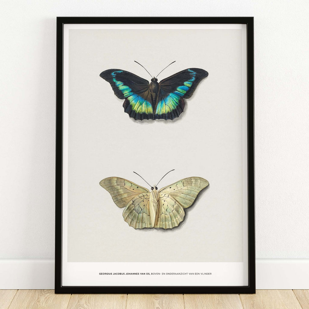 Exhibition Art Print Georgius van Os Two Butterflies Vintage Entomological Poster featuring blue-green and pale butterflies.