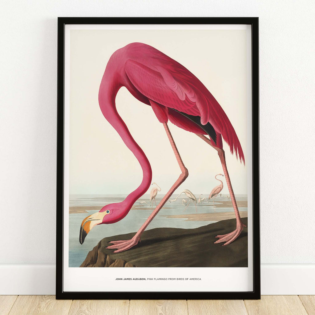 Exhibition Art Print Pink Flamingo Birds of America Vintage Bird Poster - John James Audubon framed art display.