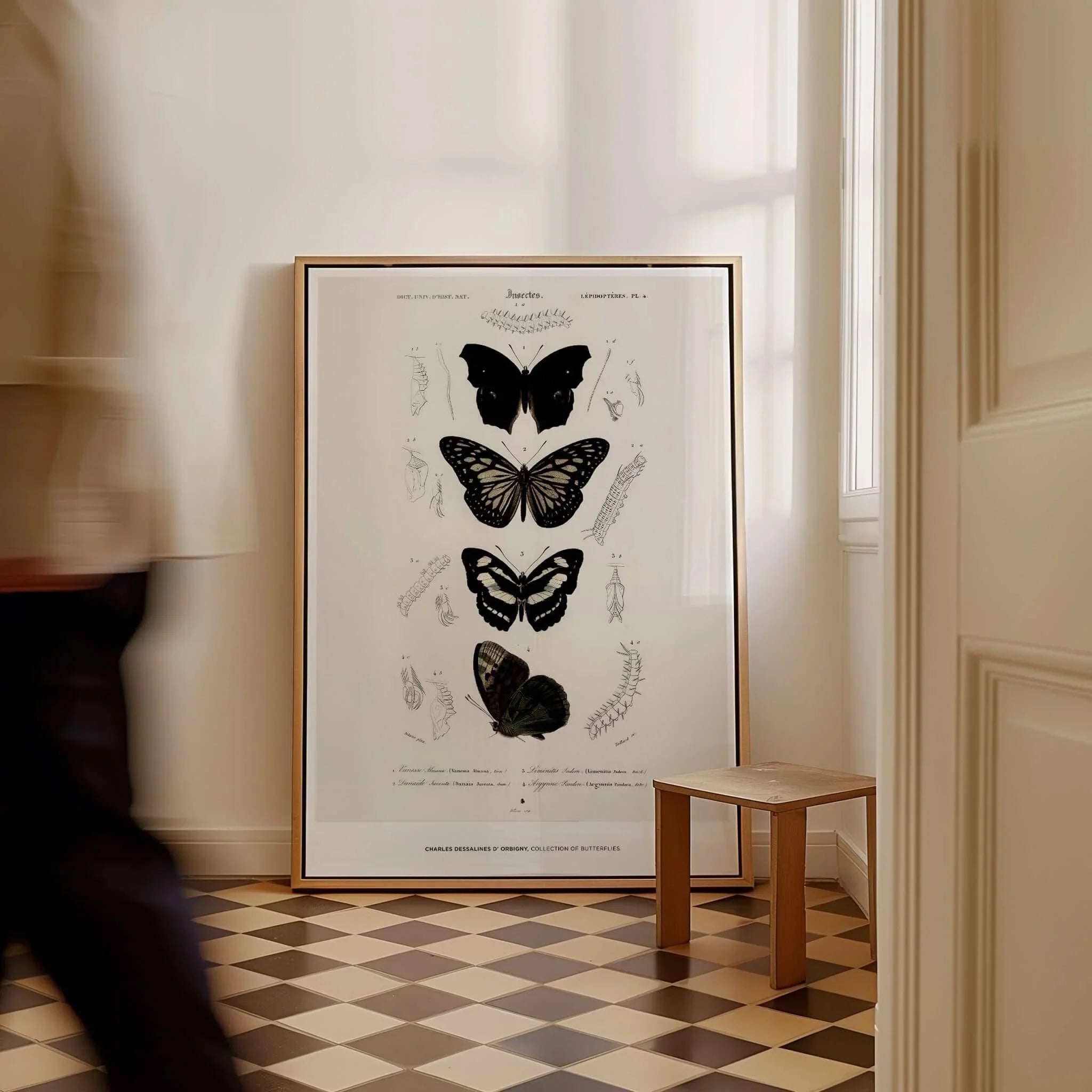 Exhibition Art Print Charles d'Orbigny Butterflies Vintage Entomology Poster Wall Art displayed in elegant interior setting.