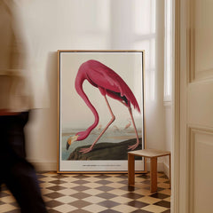 Exhibition Art Print Pink Flamingo Birds of America Vintage Bird Poster - John James Audubon in a home setting.