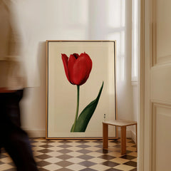 Red Tulip Art Print – Vintage Japanese Botanical Wall Art — framed canvas on floor man walking past