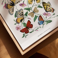 Paul Servais Butterflies Le Jardin des Plantes Vintage Botanical Wall Art featuring colorful butterflies and flowers.