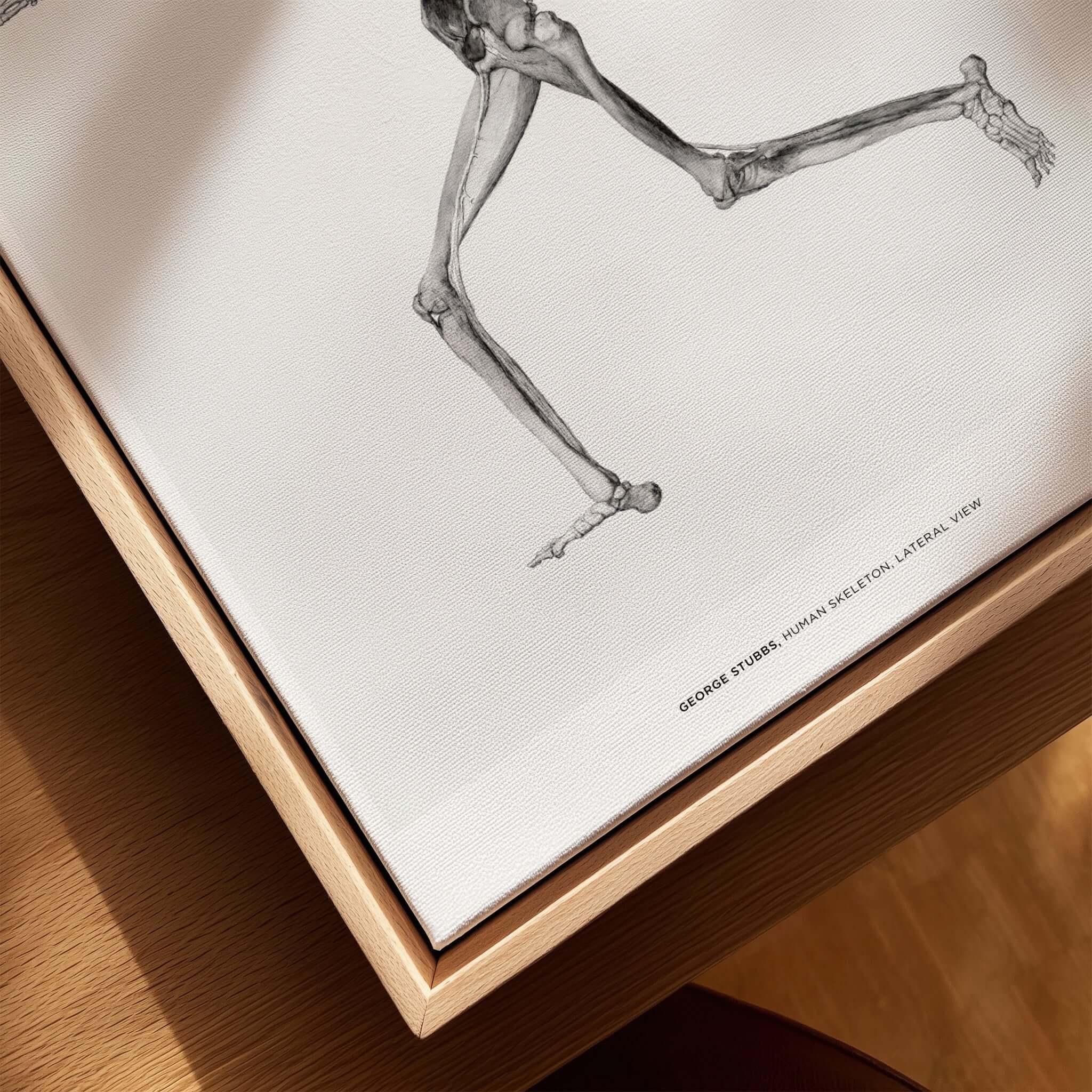 Exhibition Art Print George Stubbs Human Skeleton Lateral View Anatomy Poster on a wooden frame.