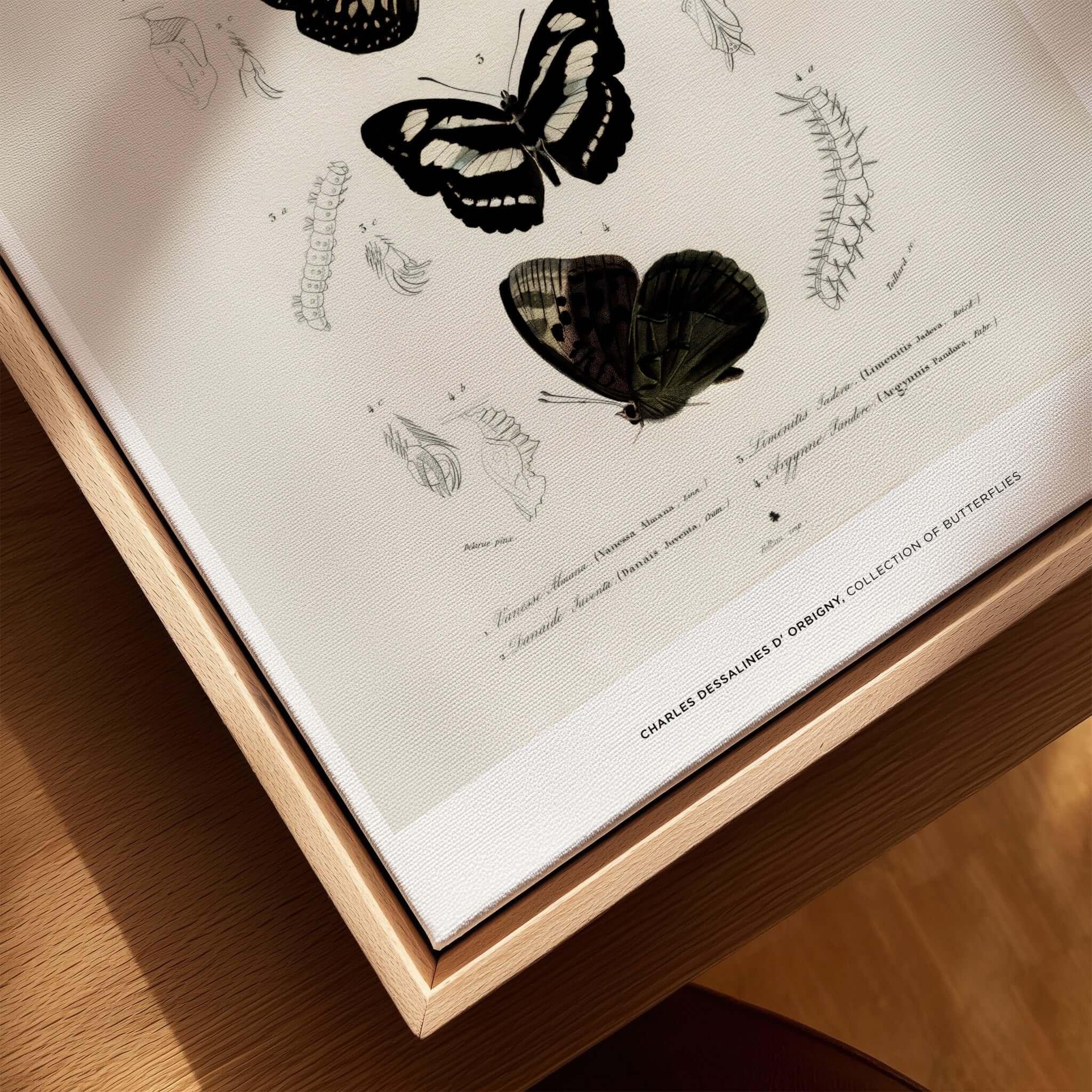 Exhibition Art Print Charles d'Orbigny Butterflies Vintage Entomology Poster Wall Art featuring butterfly illustrations.
