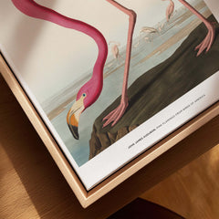 Exhibition Art Print Pink Flamingo Birds of America Vintage Bird Poster - John James Audubon detail showing the bird's features.