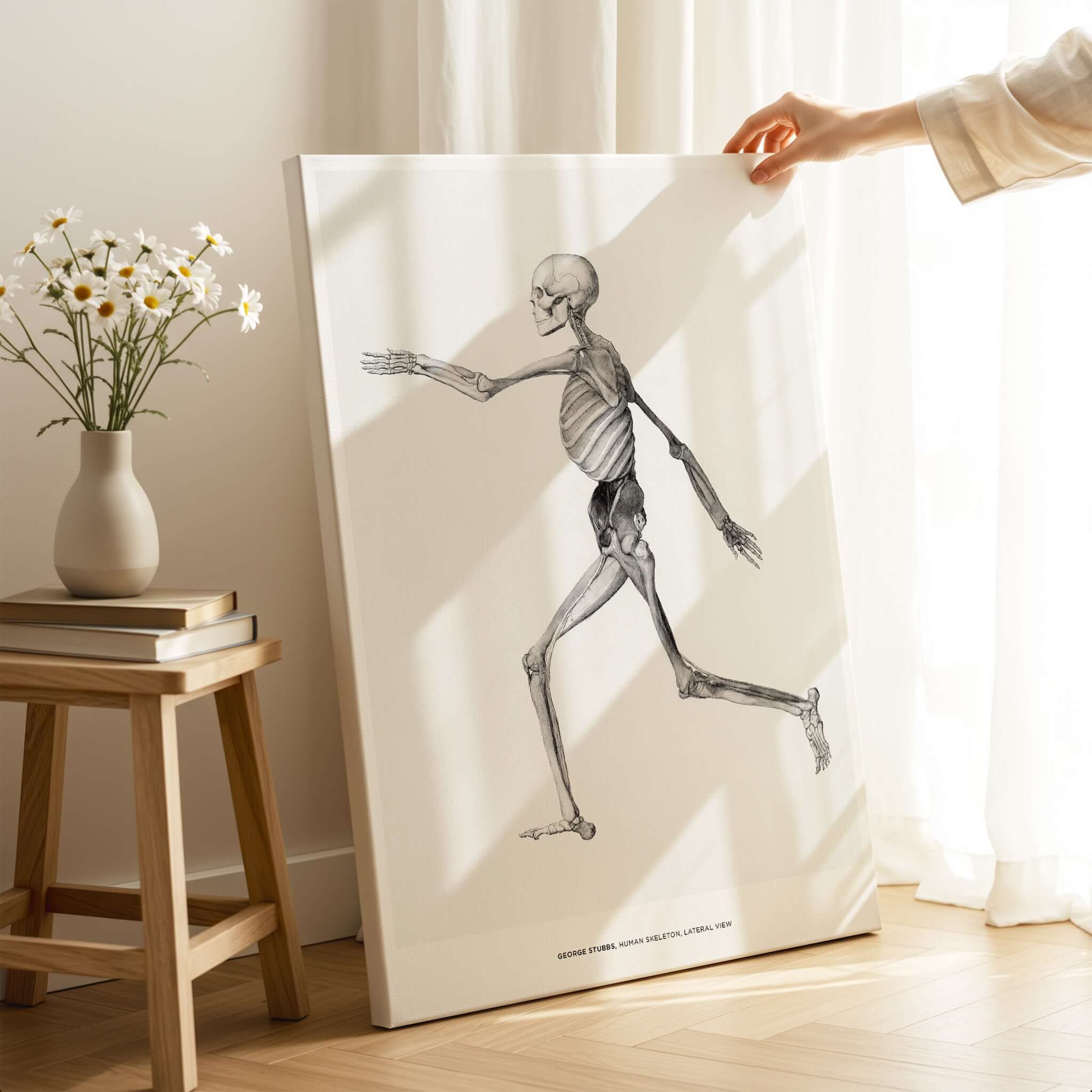 Exhibition Art Print George Stubbs Human Skeleton Lateral View Anatomy Poster displayed on an easel in a bright room.