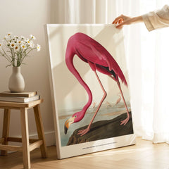 Exhibition Art Print Pink Flamingo Birds of America Vintage Bird Poster - John James Audubon displayed in a living room.