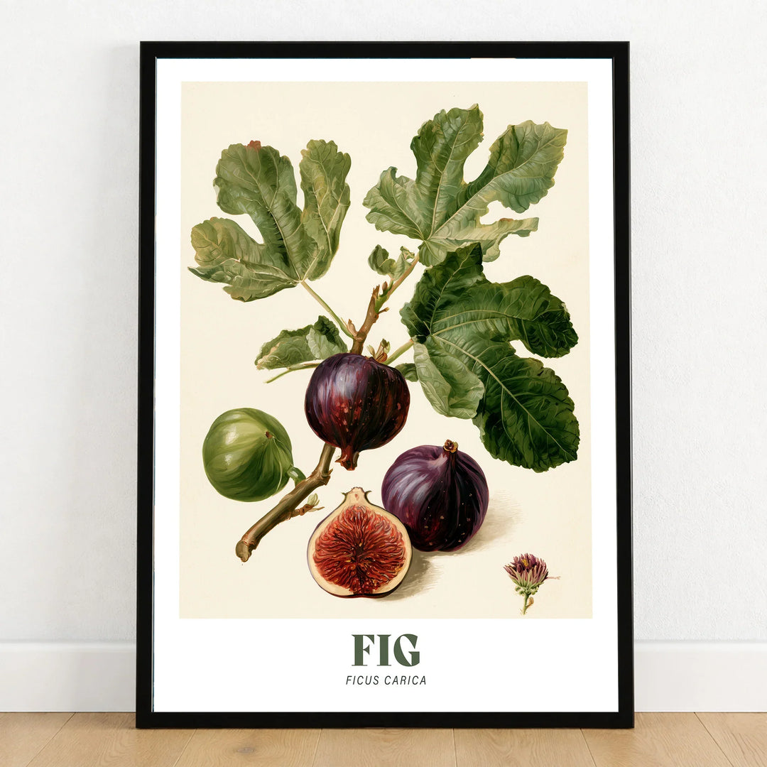Fig Botanical Kitchen Wall Art - art print in black frame on wooden floor