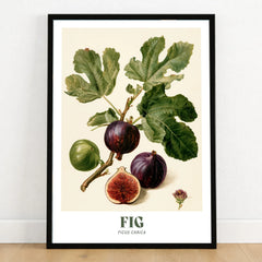 Fig Botanical Kitchen Wall Art - art print in black frame on wooden floor