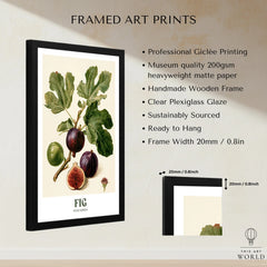 Fig Botanical Kitchen Wall Art - framed print details measurements quality details