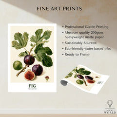 Fig Botanical Kitchen Wall Art - fine art print unframed quality details
