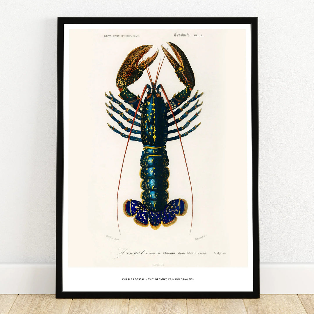 Framed vintage lobster art print, detailed marine wall decor for home or office