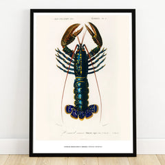 Framed vintage lobster art print, detailed marine wall decor for home or office