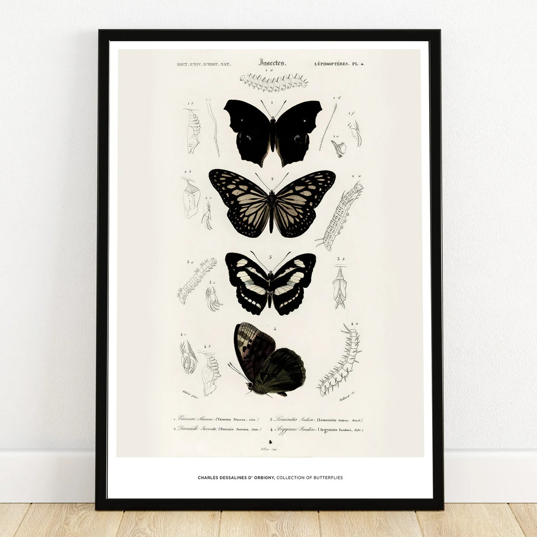 Framed vintage butterfly print with black butterflies and scientific illustrations