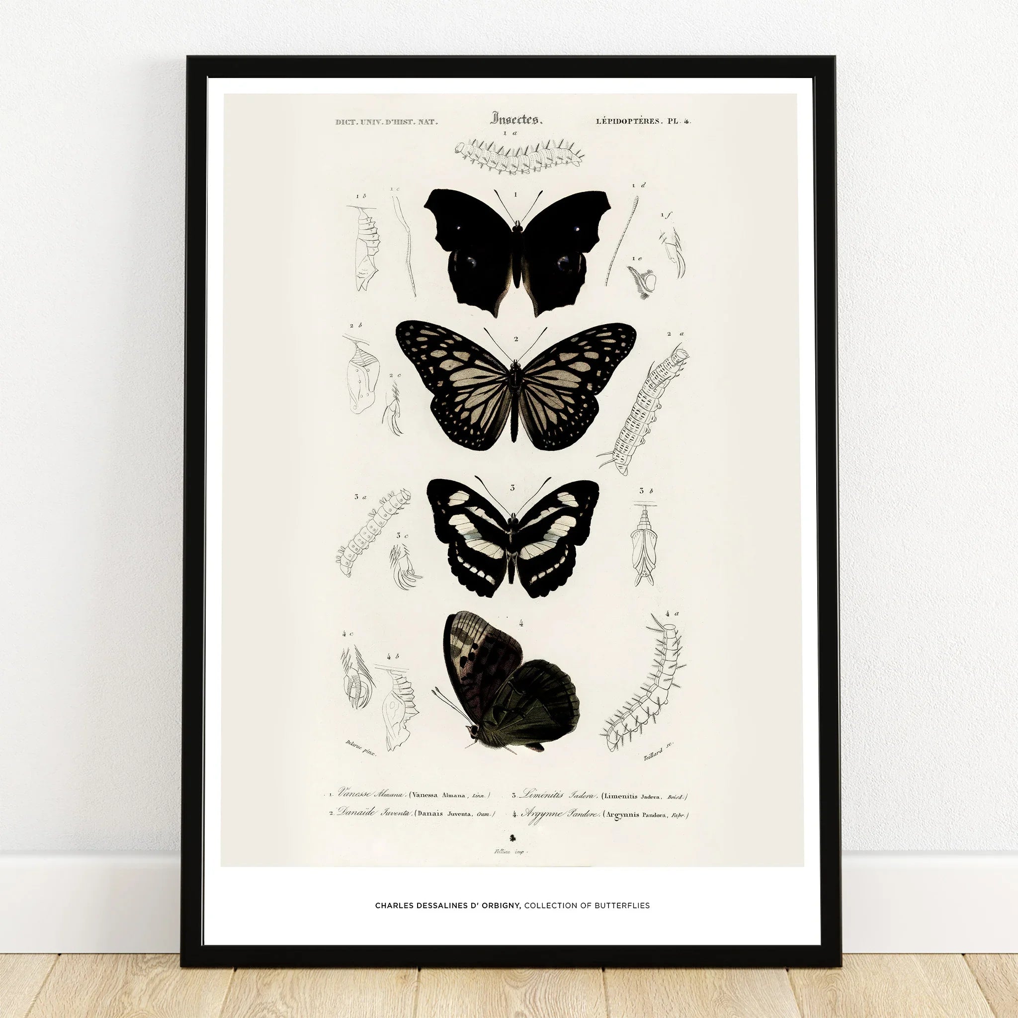 Framed vintage butterfly print with black butterflies and scientific illustrations