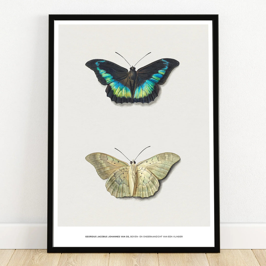 Framed butterfly art print with two detailed butterfly illustrations on white background