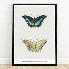Framed butterfly art print with two detailed butterfly illustrations on white background