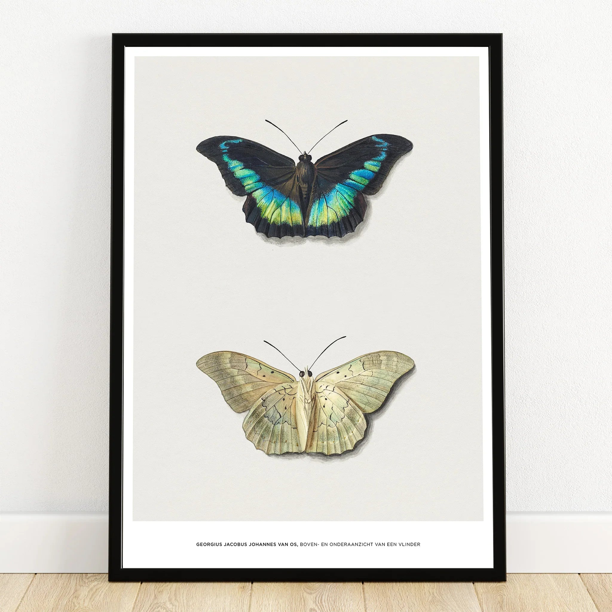 Framed butterfly art print with two detailed butterfly illustrations on white background