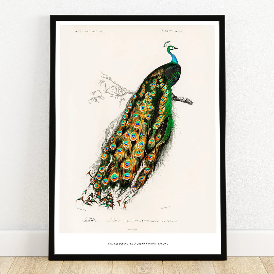 Framed vintage art print of a colorful peacock perched on a branch, wall decor