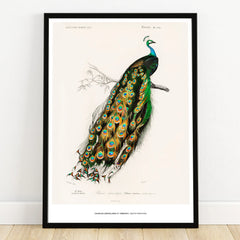 Framed vintage art print of a colorful peacock perched on a branch, wall decor
